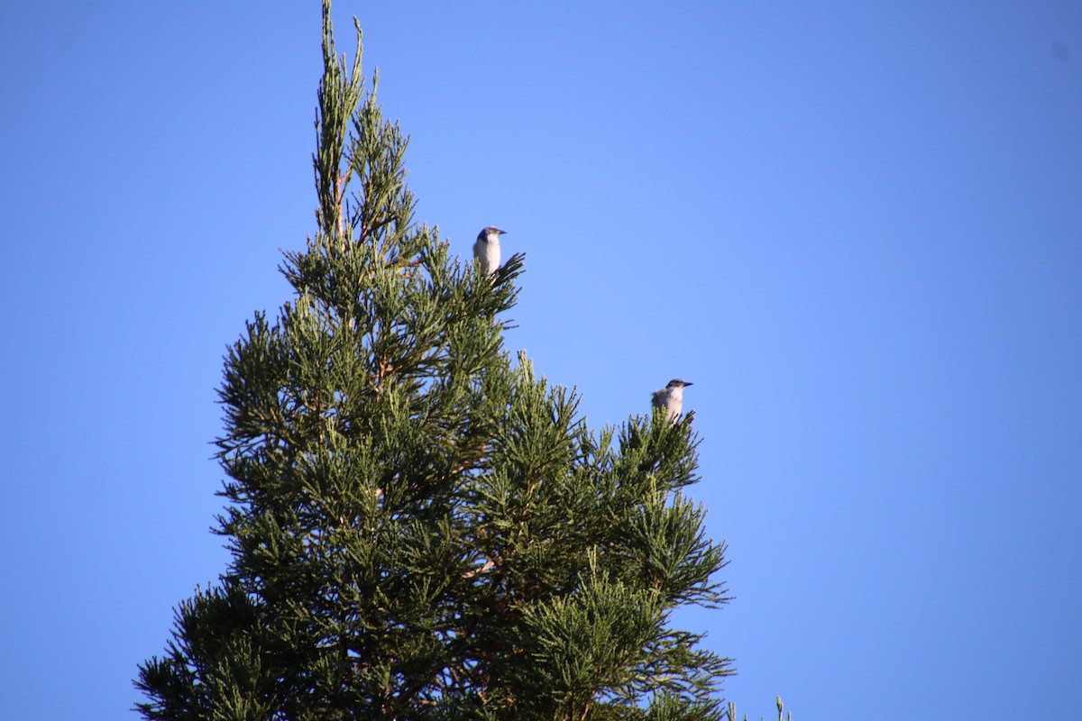 Kalifornienhäher - ML644930413