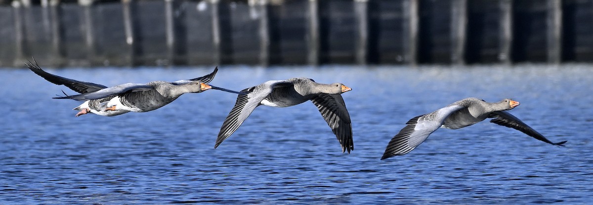 Graugans - ML644930414