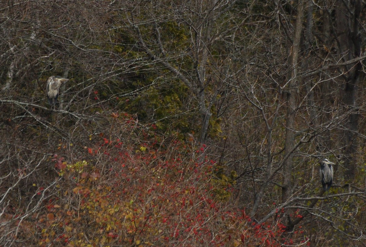 Kanadareiher - ML644930415