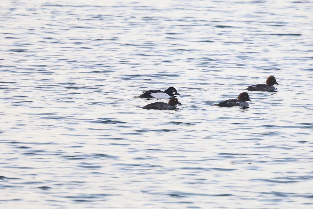 Schellente - ML644930417