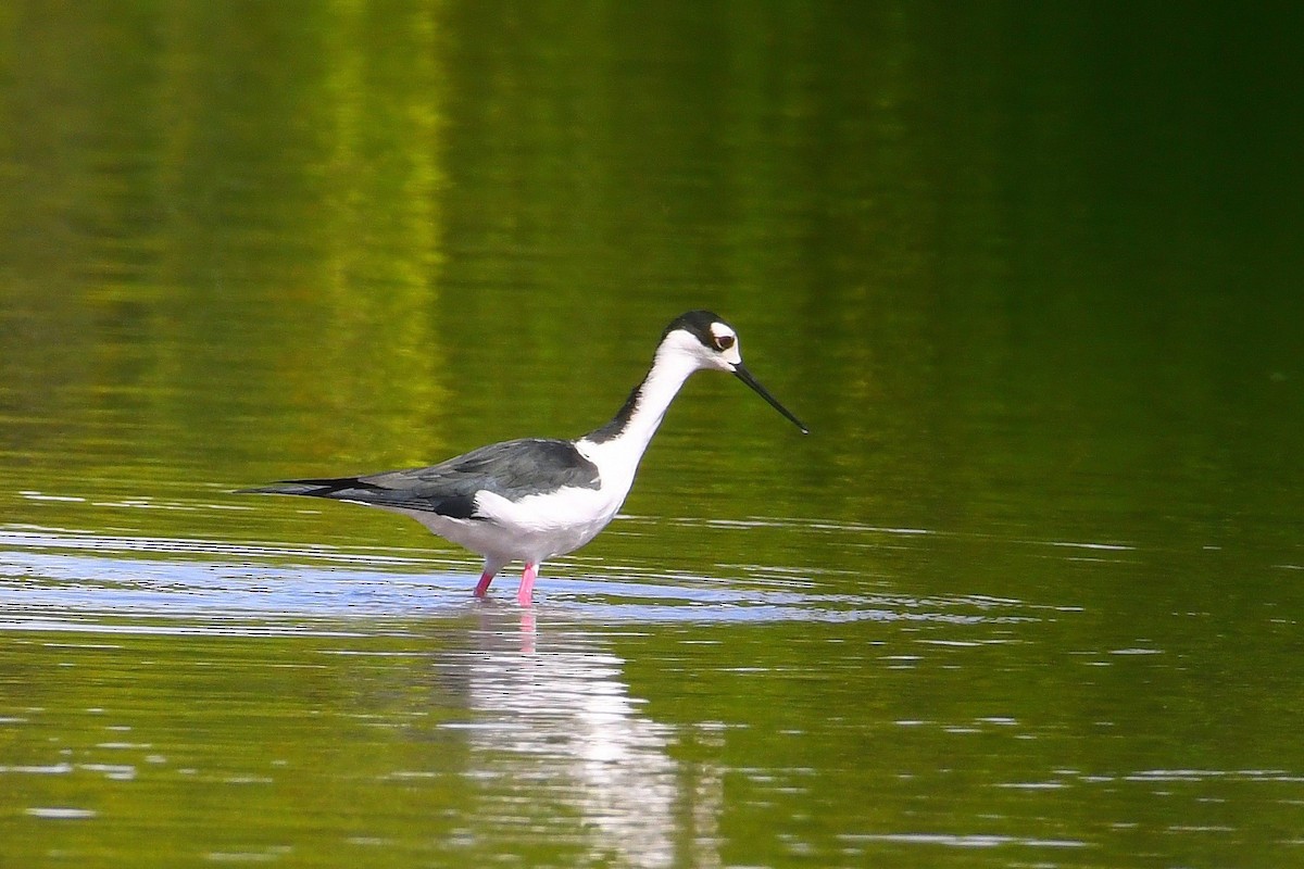 Schwarznacken-Stelzenläufer - ML644930420