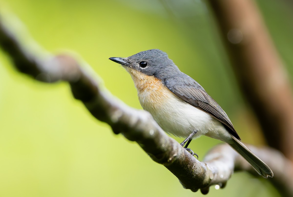 Molukkenmonarch - ML644930422