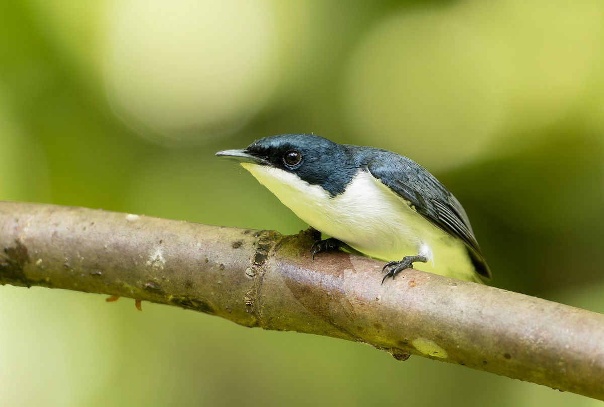 Molukkenmonarch - ML644930423