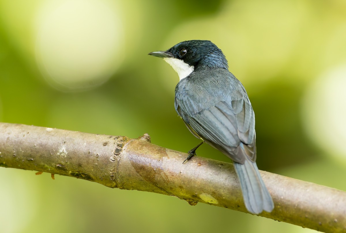 Molukkenmonarch - ML644930424