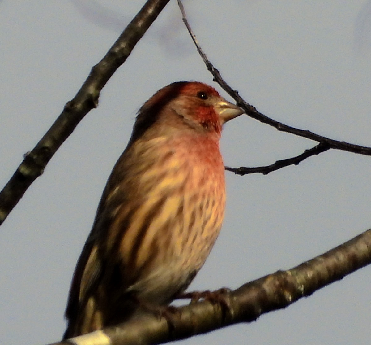 Hausgimpel - ML644930427