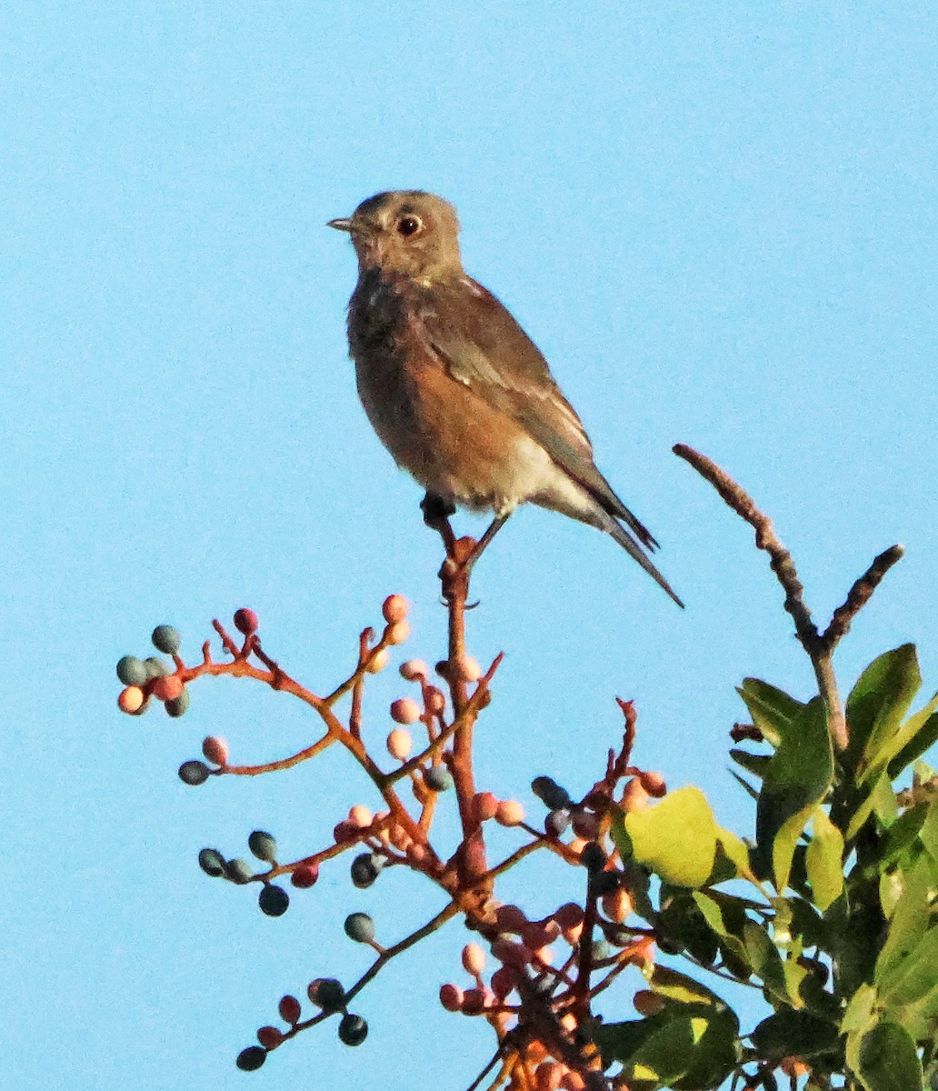Blaukehl-Hüttensänger - ML644930429