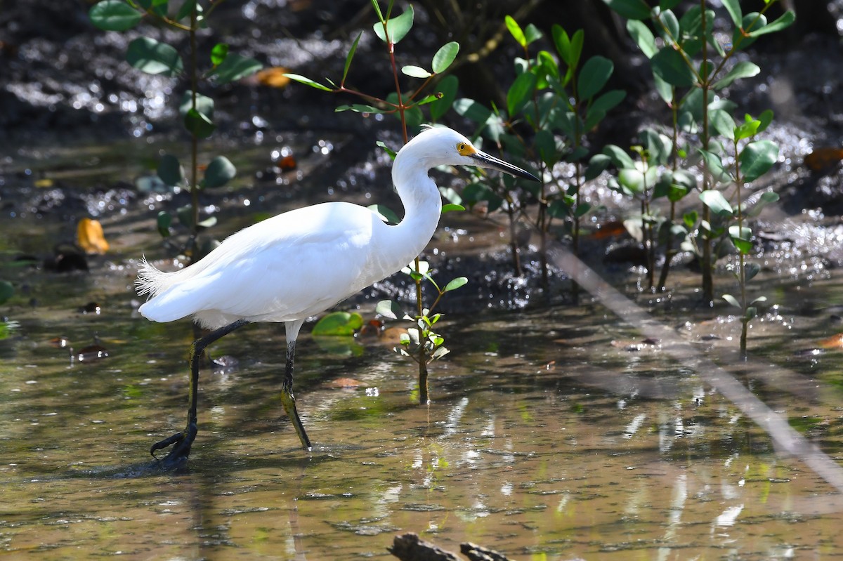 Schmuckreiher - ML644930430