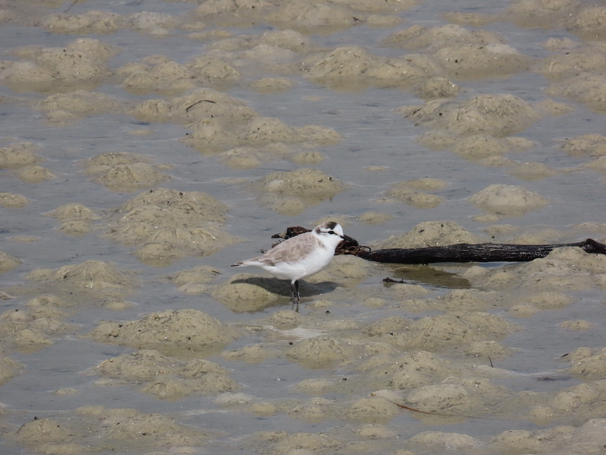 White-fronted Plover - ML644930435