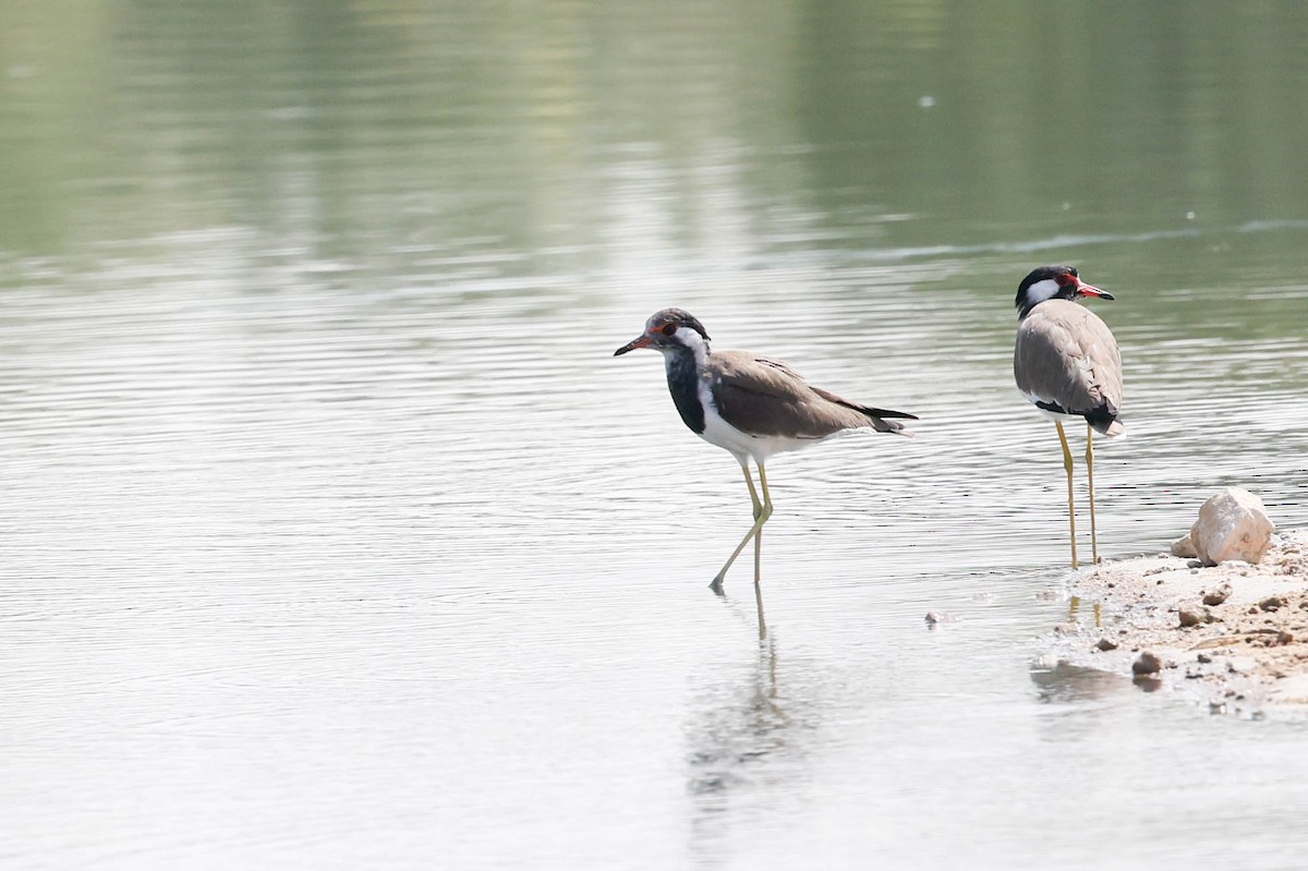 Rotlappenkiebitz - ML644930440