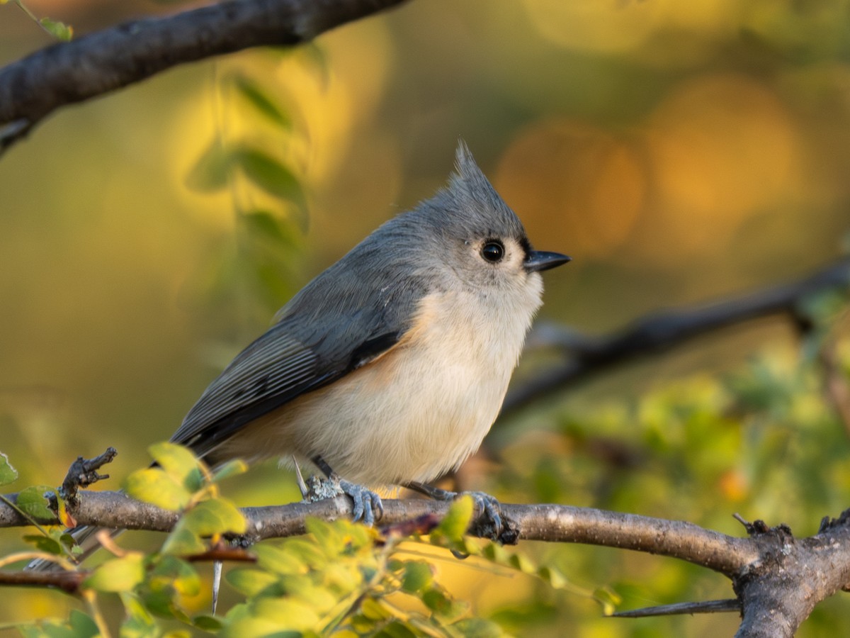 Grauhäubchenmeise - ML644930442