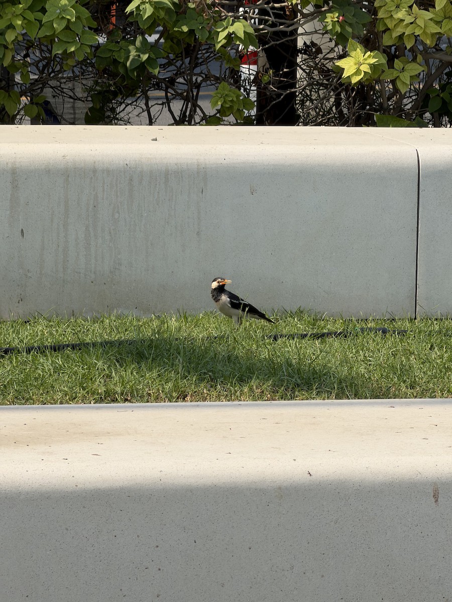 印度鵲椋鳥 - ML644930464