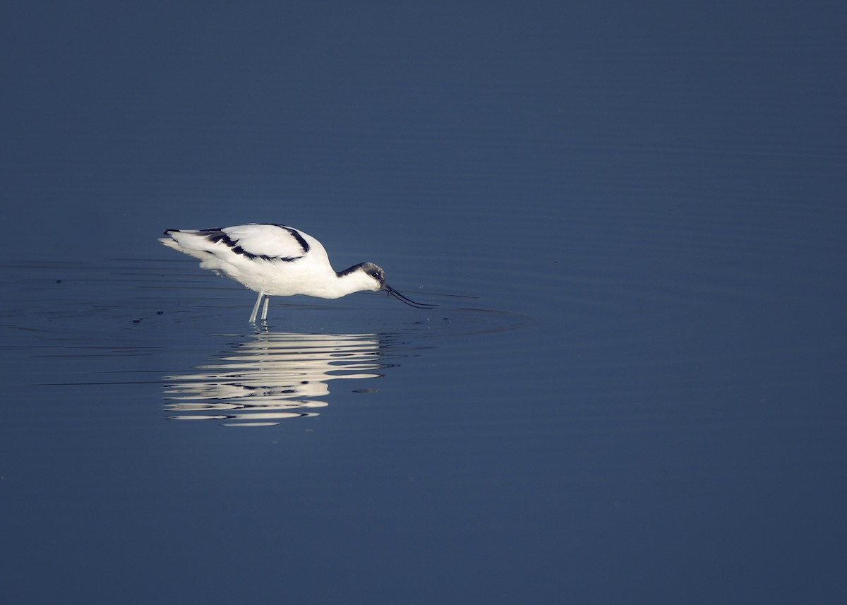 Pied Avocet - ML644930475
