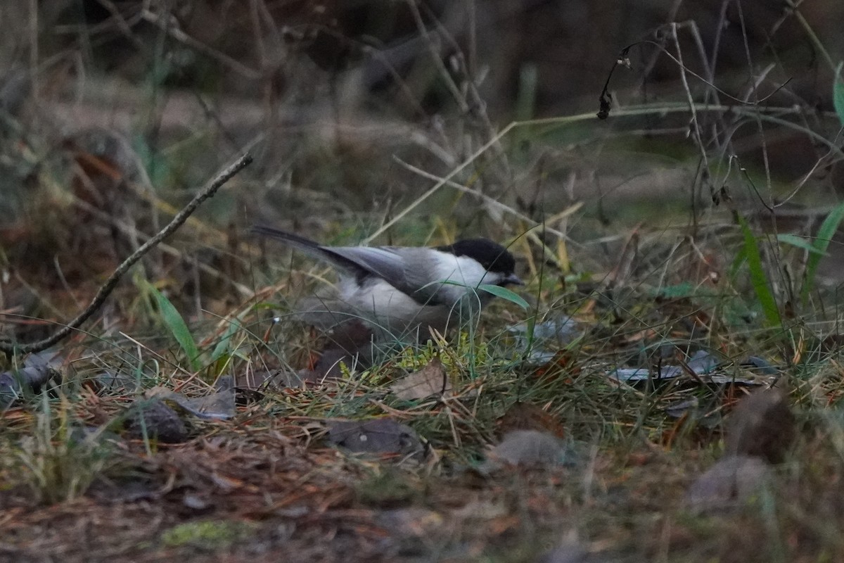 Пухляк - ML644930491