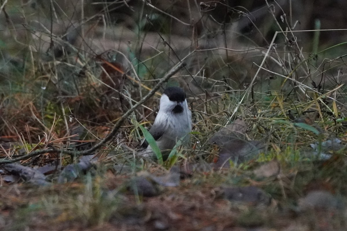 Пухляк - ML644930492