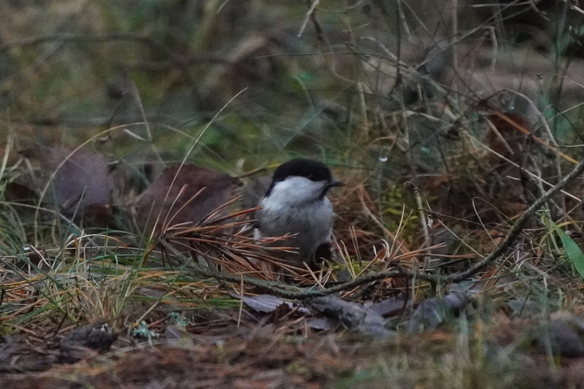 Пухляк - ML644930493