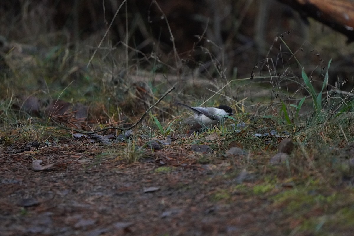 Пухляк - ML644930495