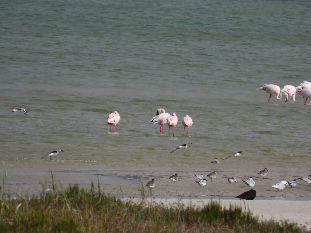 Zwergflamingo - ML644930496