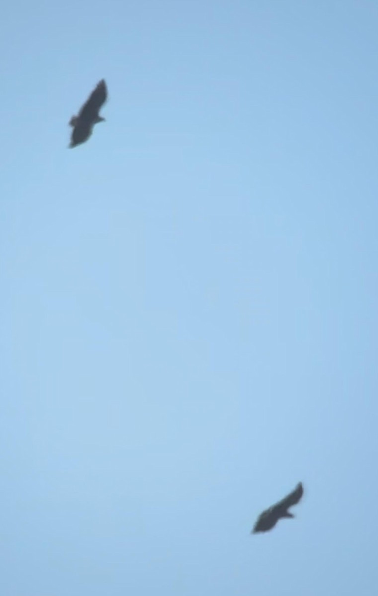 káně samotářská - ML644930507