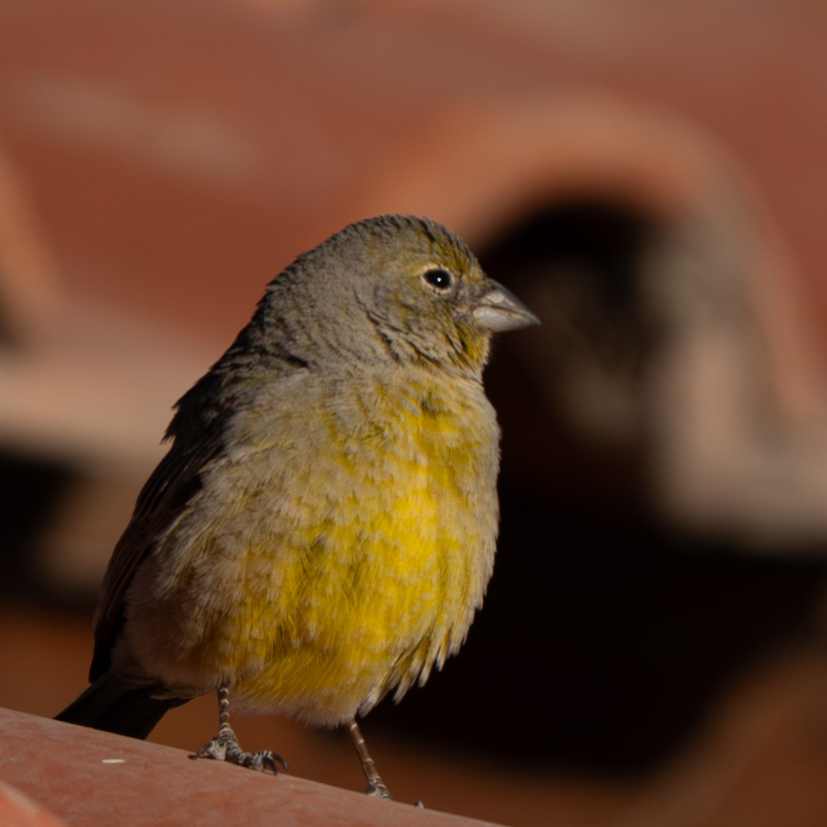 Greenish Yellow-Finch - ML644930511