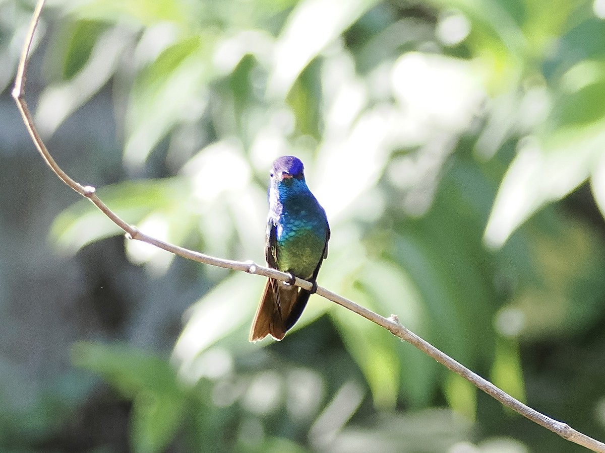 Golden-tailed Sapphire - ML644930520