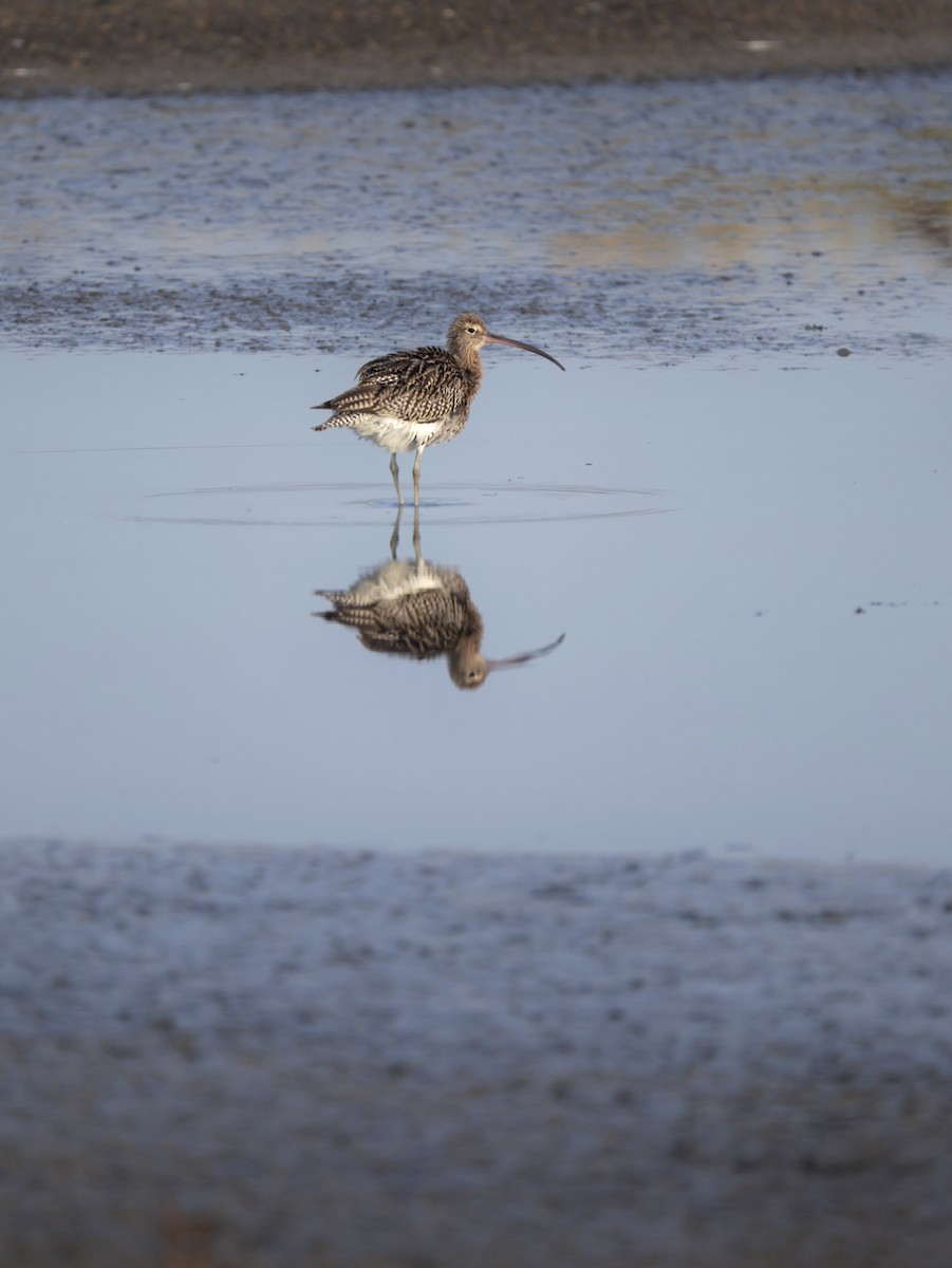 Eurasian Curlew - ML644930546