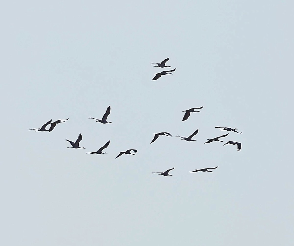 Demoiselle Crane - ML644930560