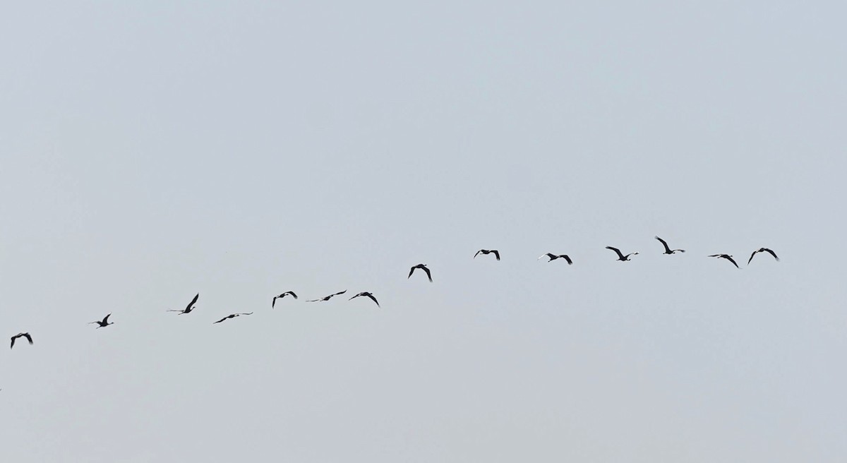 Demoiselle Crane - ML644930561