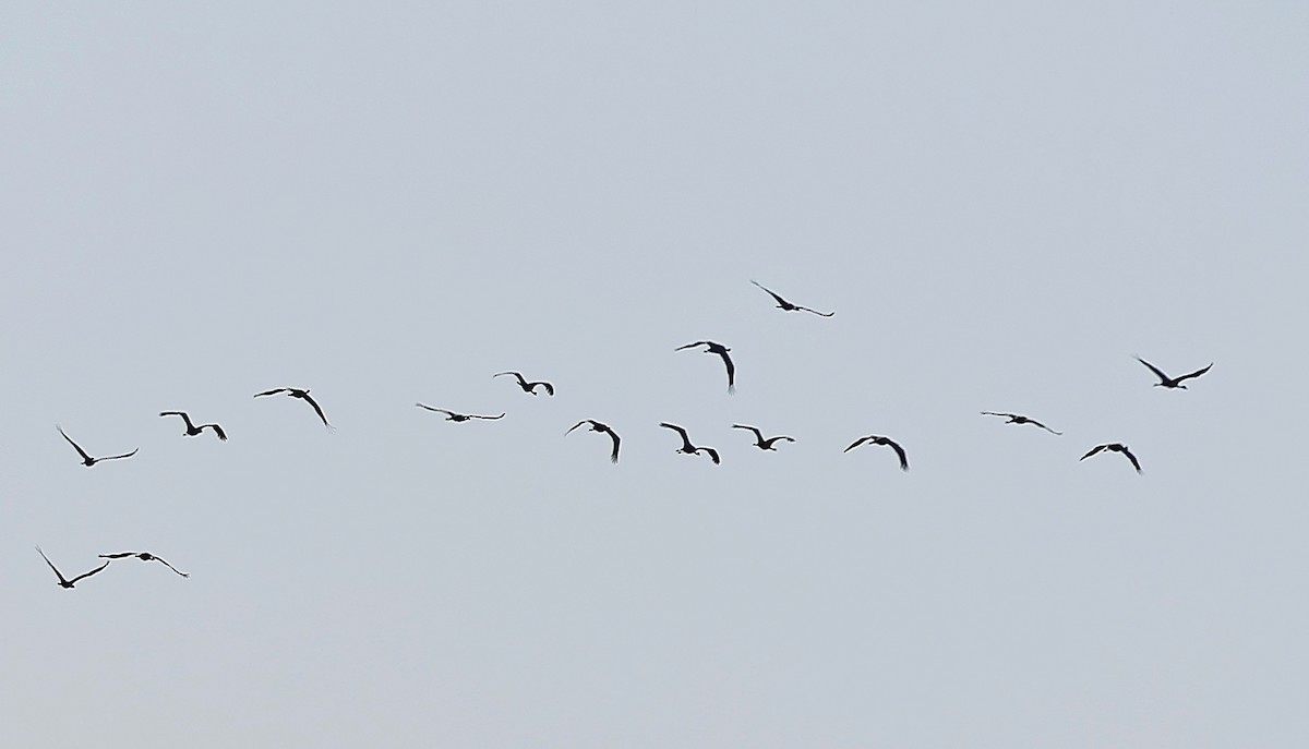 Demoiselle Crane - ML644930562