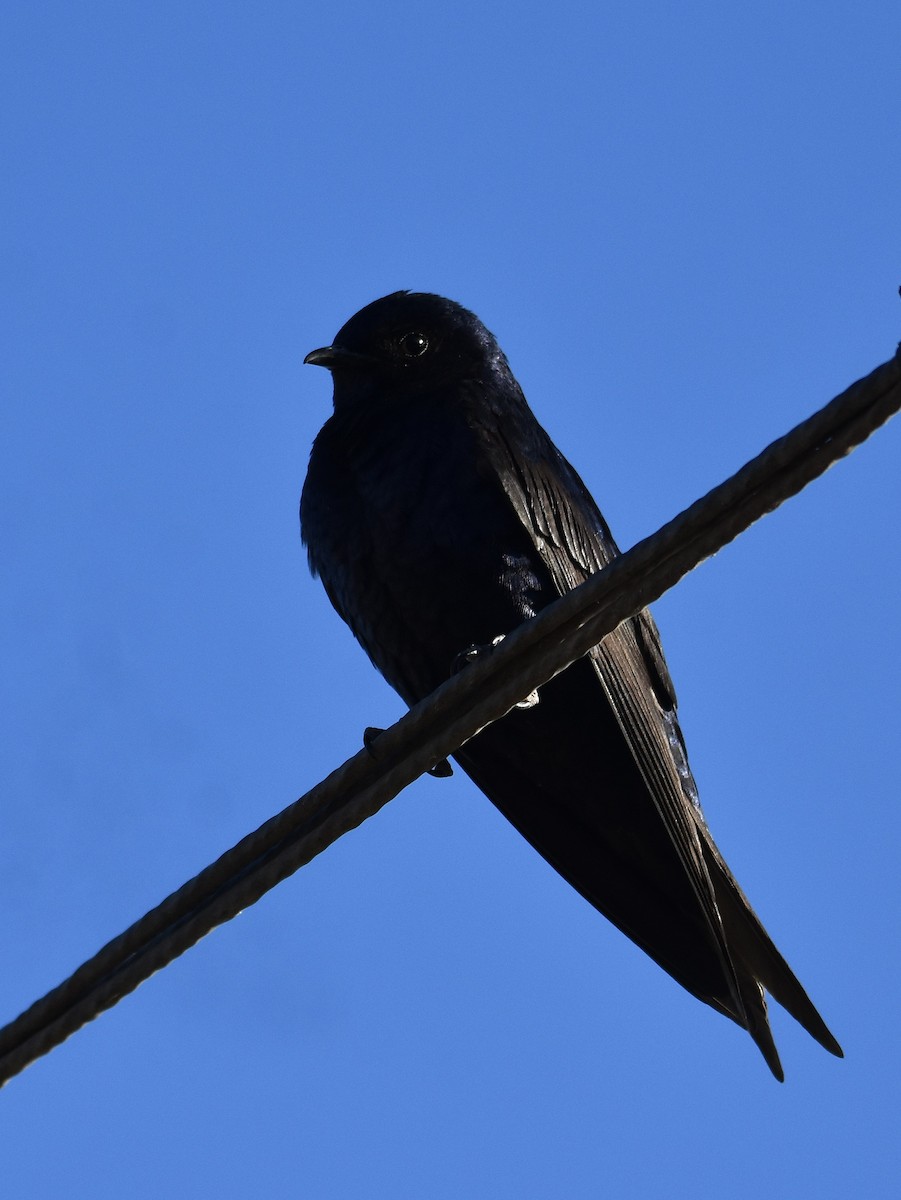 Southern Martin - ML644930567