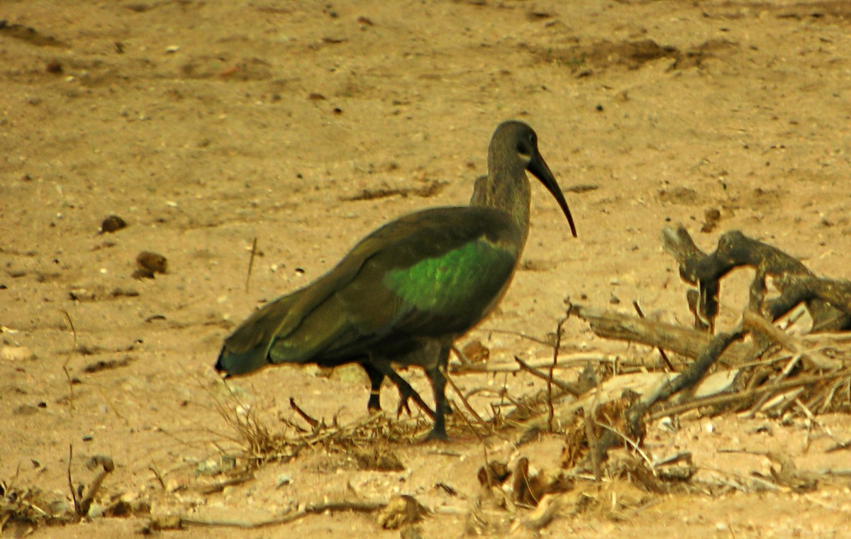 Hadada Ibis - ML644930572