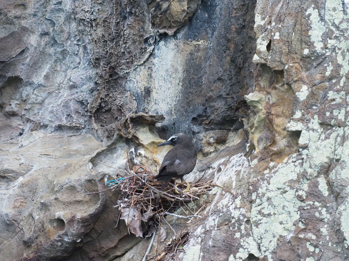 nody obecný - ML644930581