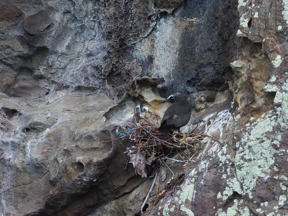 nody obecný - ML644930582