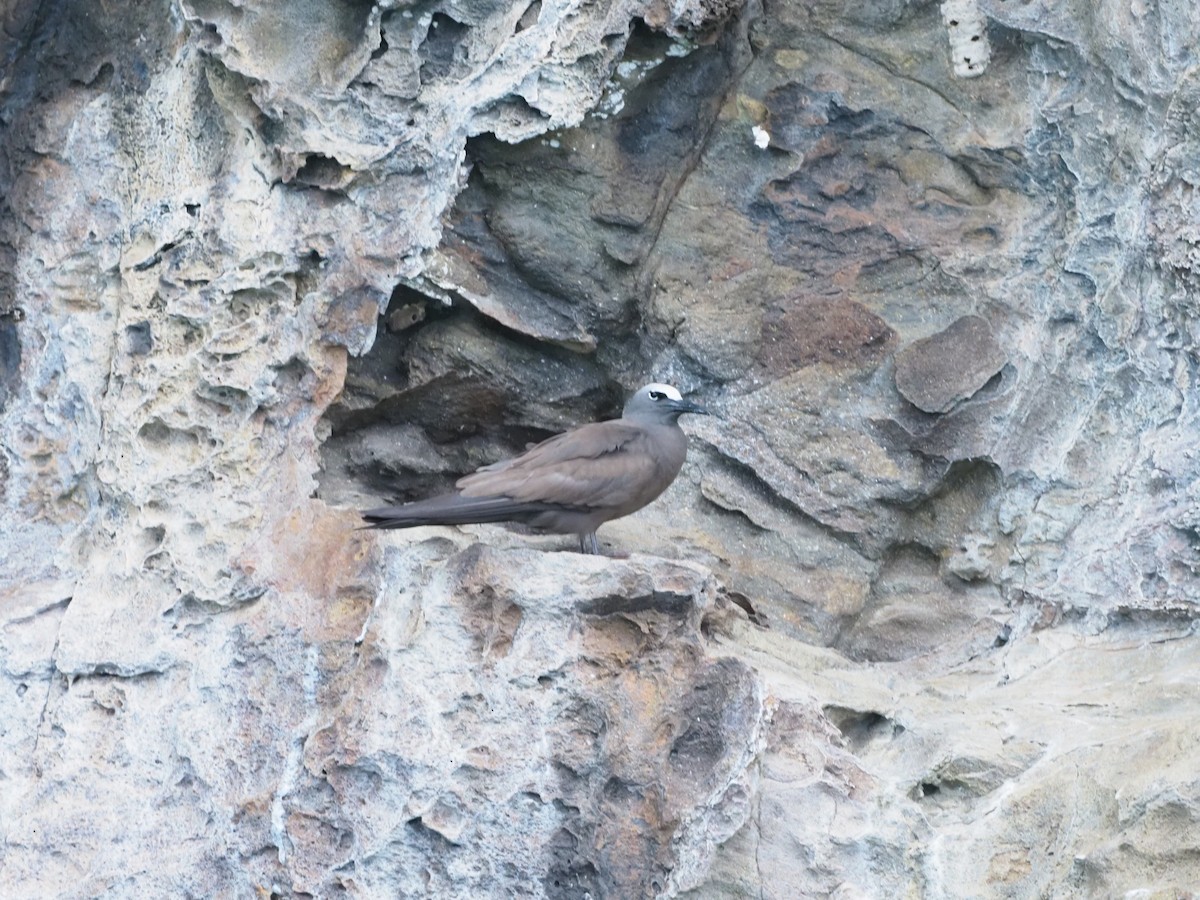 nody obecný - ML644930583