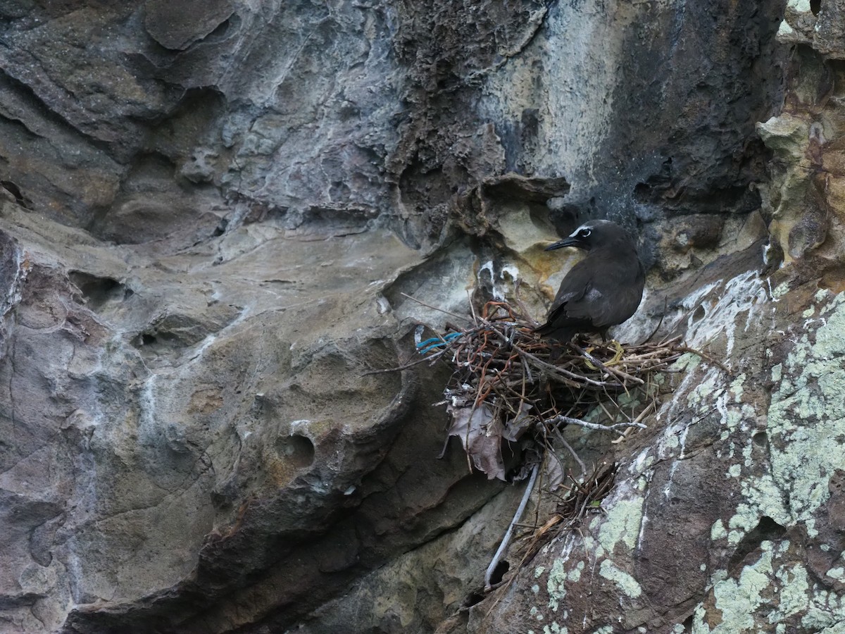 nody obecný - ML644930584