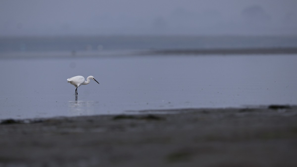 Little Egret - ML644930591