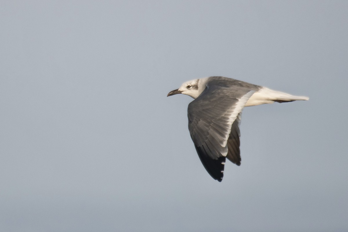 Laughing Gull - ML644930594