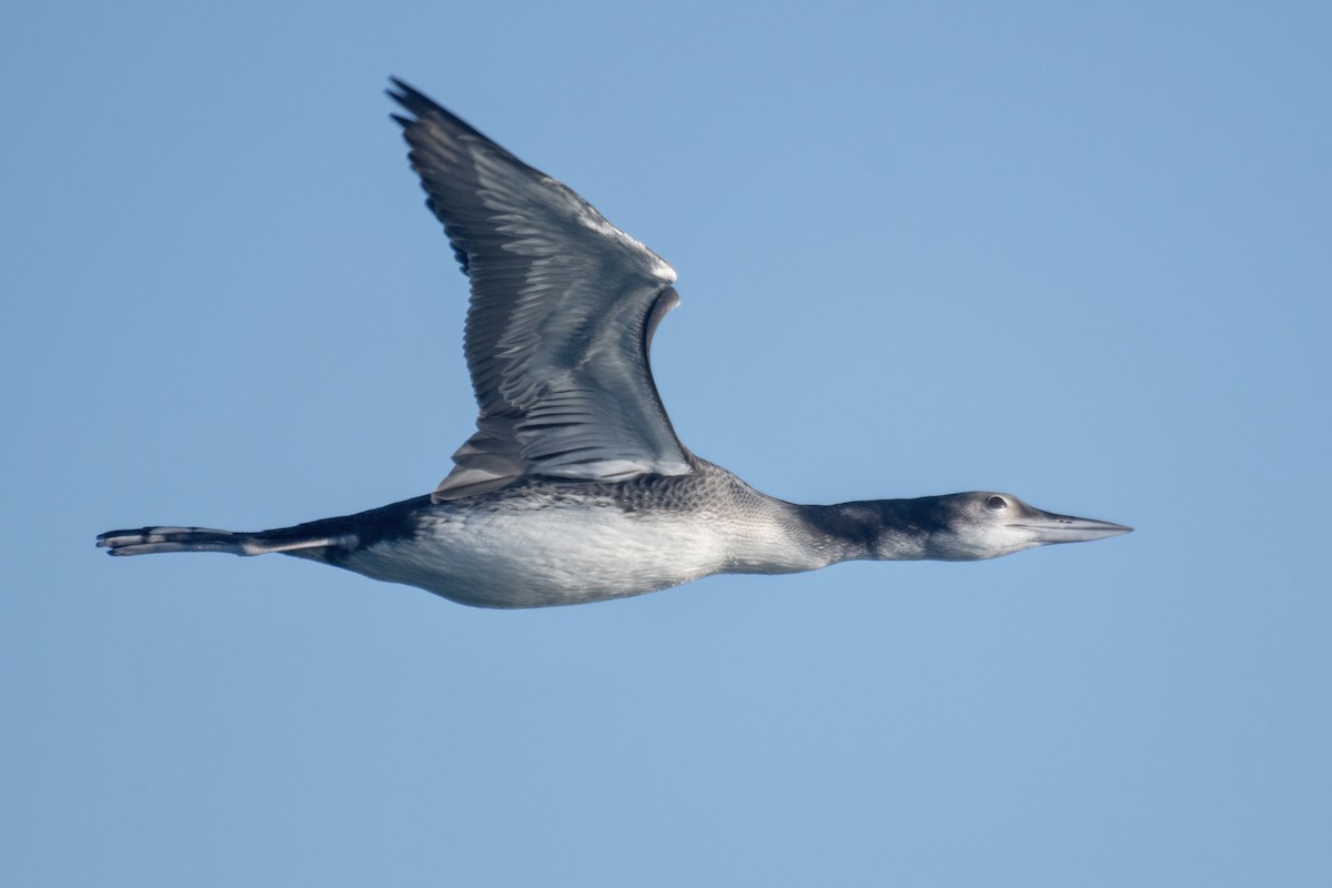 Common Loon - ML644930604