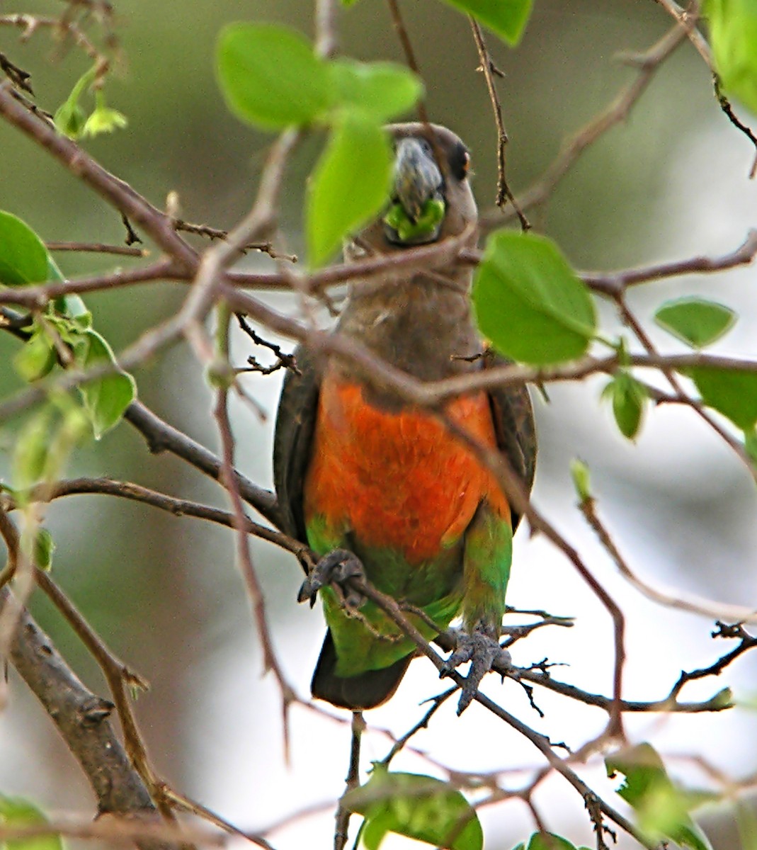 oransjebukpapegøye - ML644930621