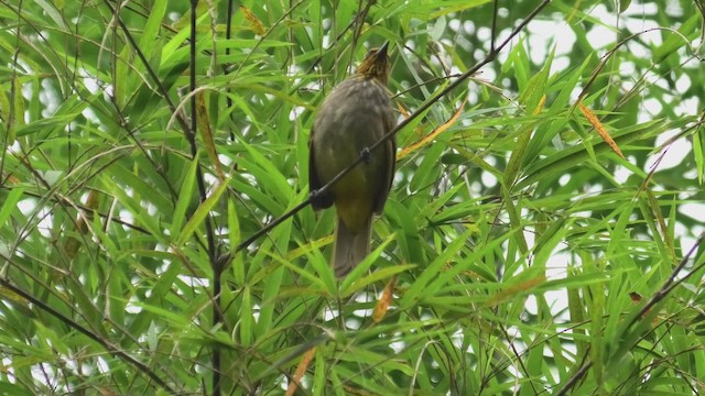 Sarı Çizgili Arapbülbülü - ML644930652