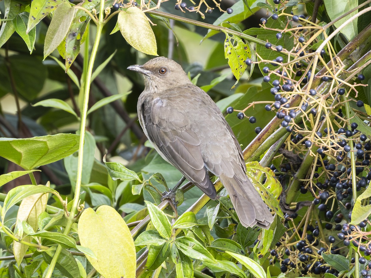 Black-billed Thrush - ML644930655