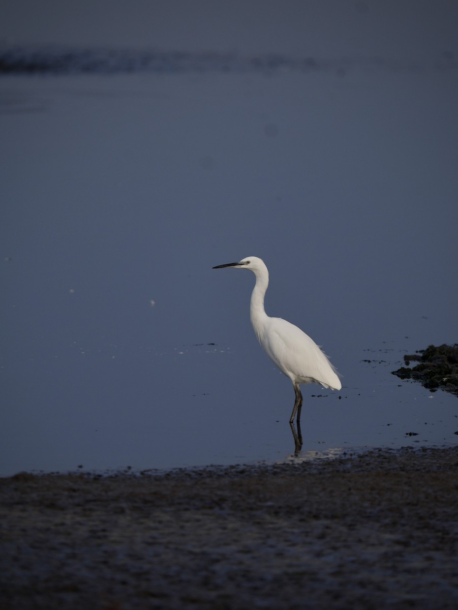 Little Egret - ML644930660