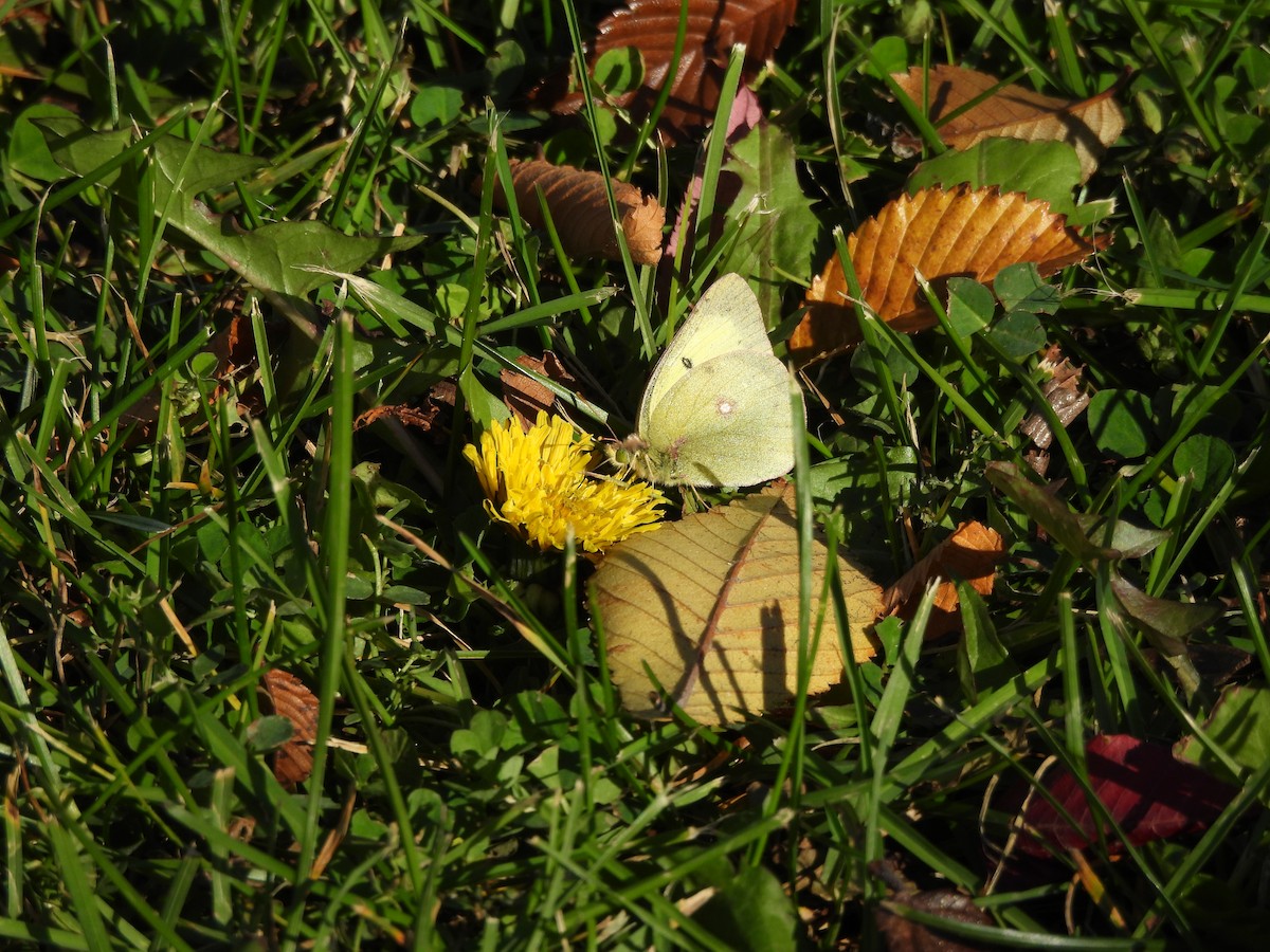 Whites, Yellows, and Sulphurs - ML644930679