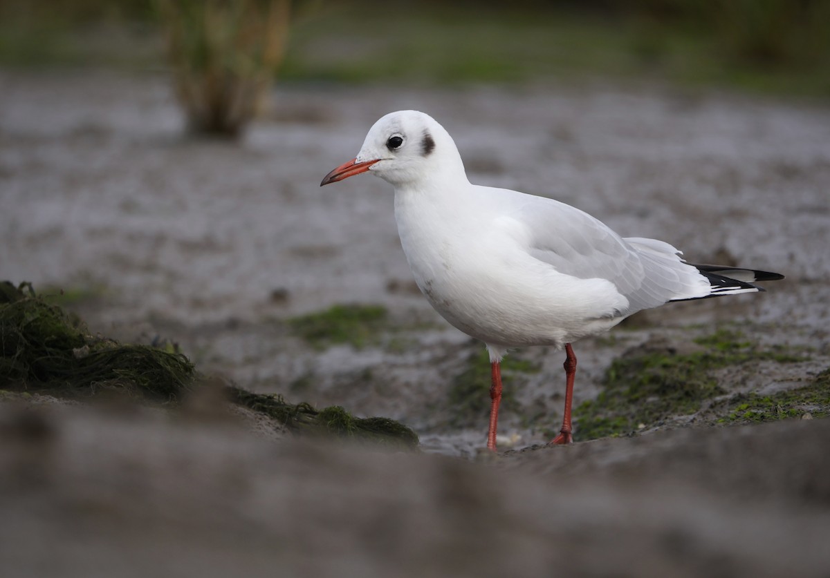 Black-headed Gull - ML644930682