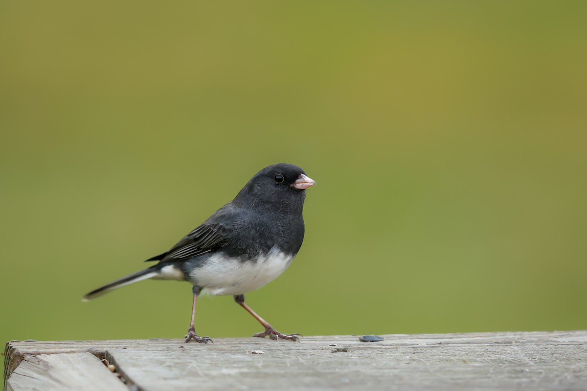 Dark-eyed Junco - ML644930709