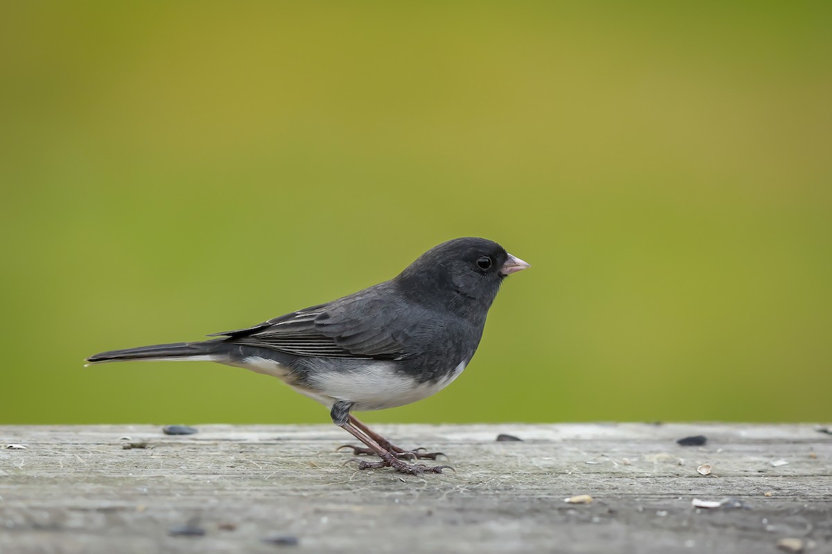 Dark-eyed Junco - ML644930710
