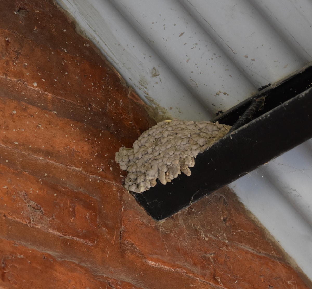 vlaštovka obecná - ML644930711