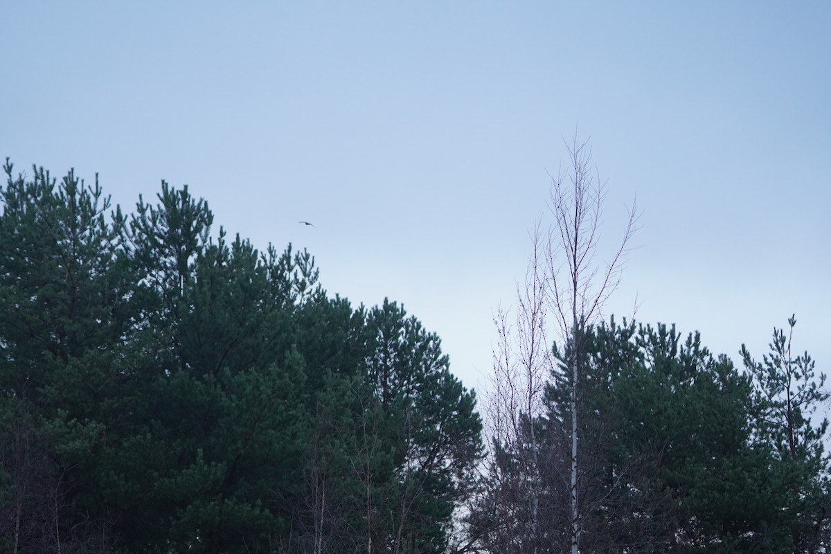 נץ גדול - ML644930718