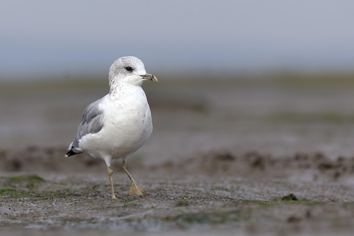 Common Gull - ML644930732