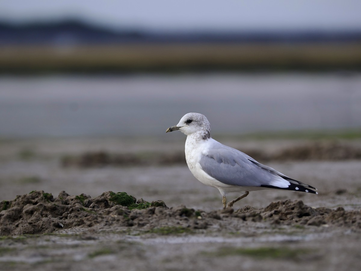 Common Gull - ML644930733