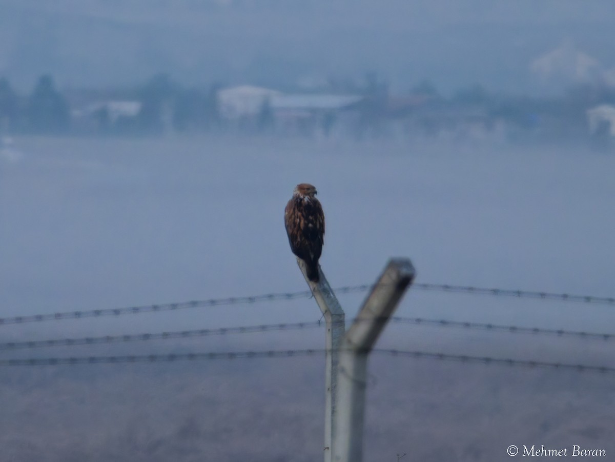 Канюк степовий - ML644930737